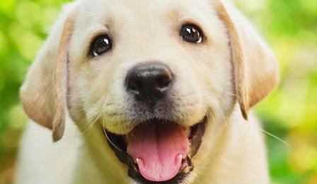 Happy Dog Scottish Calm Research Cover