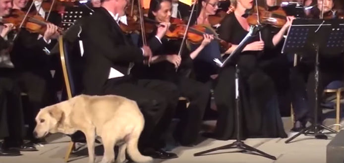 Dog Orchestra