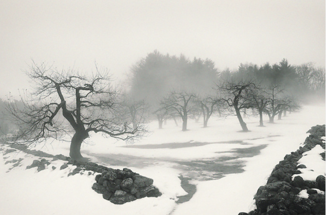 Orchard in Fog Adam Laipson